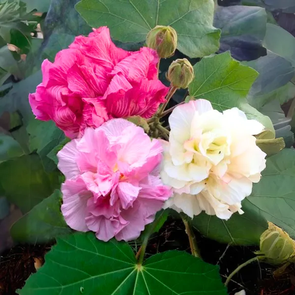 Hibiscus_Mutabilis_Multi_Petal_Color_Changing_Hibiscus_Flowering_Plant_Rare_Outdoor_Beauty_By