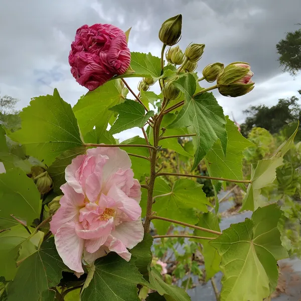Hibiscus_Mutabilis_Multi_Petal_Color_Changing_Hibiscus_Flowering_Plant_Rare_Outdoor_Beauty_By