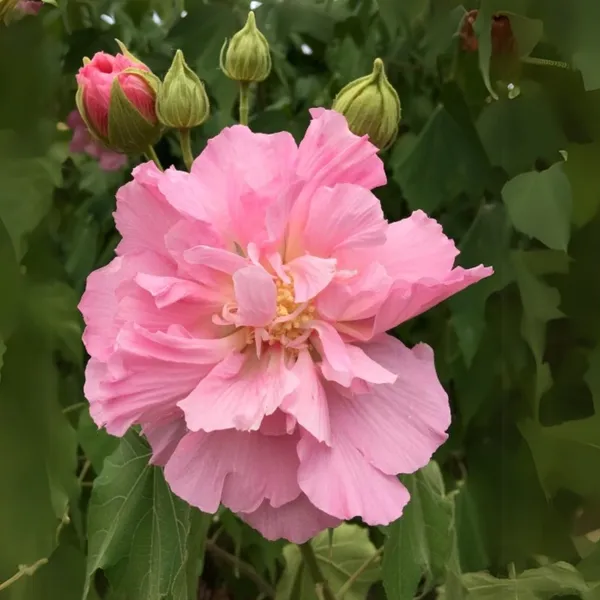 Hibiscus_Mutabilis_Multi_Petal_Color_Changing_Hibiscus_Flowering_Plant_Rare_Outdoor_Beauty_By