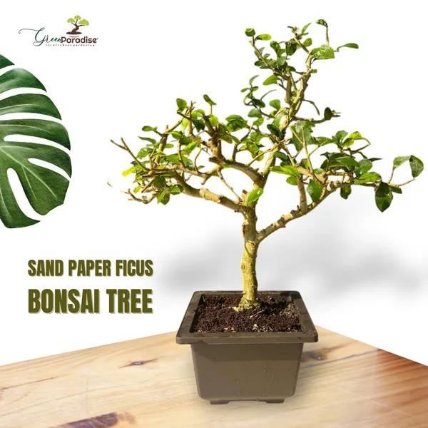 Green_Paradise_Sandpaper_Ficus_Bonsai_Streblus_Asper_Bonsai_Tree_For_Home_Office_Low_Maintenance_Air_Purifying_Plant_Default_Title