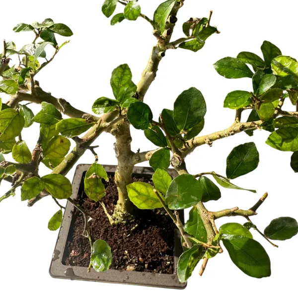 Green_Paradise_Sandpaper_Ficus_Bonsai_Streblus_Asper_Bonsai_Tree_For_Home_Office_Low_Maintenance_Air_Purifying_Plant_Default_Title