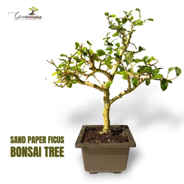 Green_Paradise_Sandpaper_Ficus_Bonsai_Streblus_Asper_Bonsai_Tree_For_Home_Office_Low_Maintenance_Air_Purifying_Plant_Default_Title