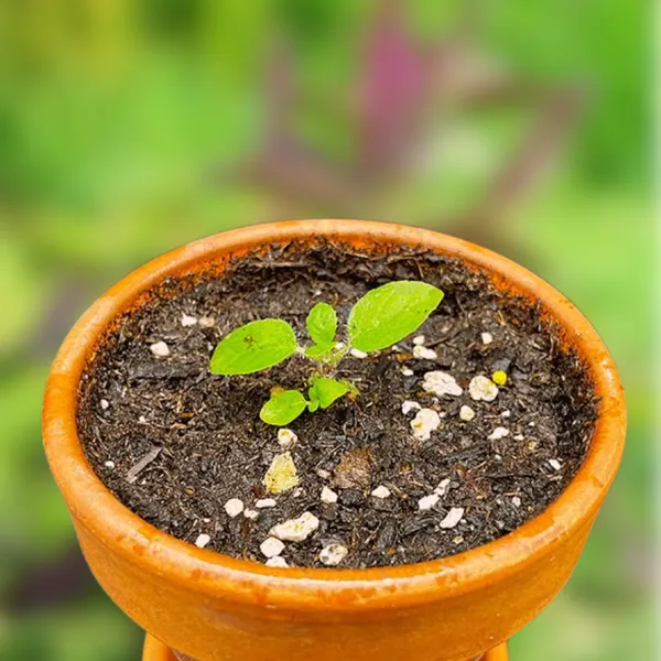 Green_Paradise_Shyam_Tulsi_Seeds_Holy_Basil_For_Health_Pooja_Home_Gardening_High_Germination_Non_Gmo_Default_Title