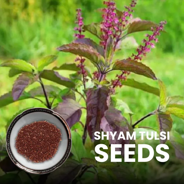 Green_Paradise_Shyam_Tulsi_Seeds_Holy_Basil_For_Health_Pooja_Home_Gardening_High_Germination_Non_Gmo_Default_Title