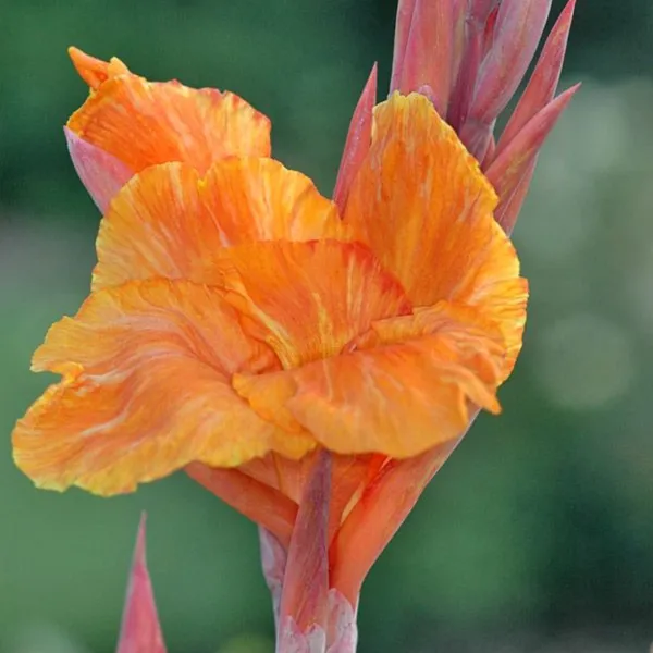 Green_Paradise_Variegated_Canna_Plant_Live_Tropical_Flowering_Plant_For_Garden_Pots_Default_Title