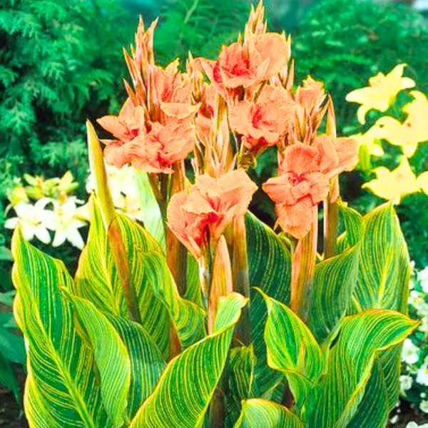 Green_Paradise_Variegated_Canna_Plant_Live_Tropical_Flowering_Plant_For_Garden_Pots_Default_Title