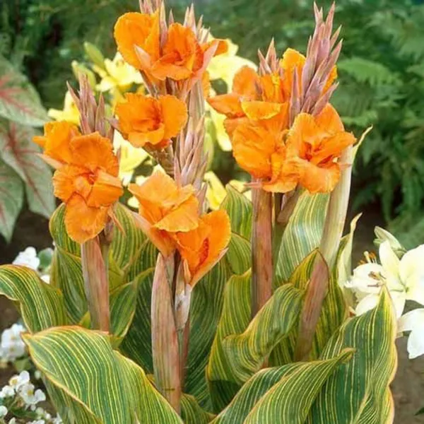 Green_Paradise_Variegated_Canna_Plant_Live_Tropical_Flowering_Plant_For_Garden_Pots_Default_Title