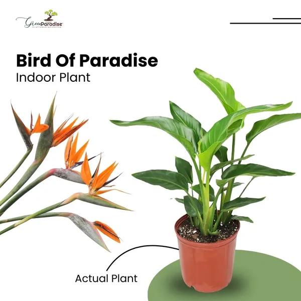 Green_Paradise_Bird_Of_Paradise_Plant_Tropical_Indoor_Beauty_For_Home_Office_Default_Title