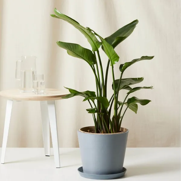 Green_Paradise_Bird_Of_Paradise_Plant_Tropical_Indoor_Beauty_For_Home_Office_Default_Title