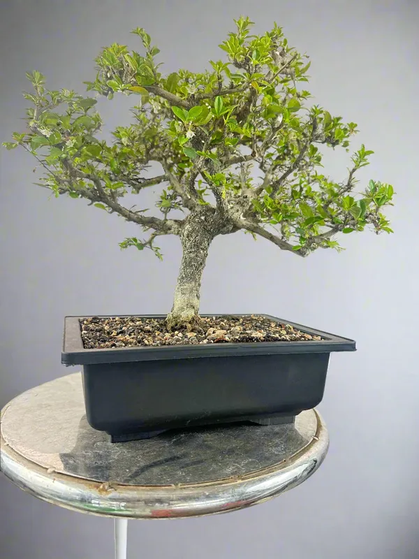 Carmona_Microphylla_Fukien_Tea_Mature_And_Old_Bonsai_Tree_8_Years_Plastic_Training_Pot_Default_Title