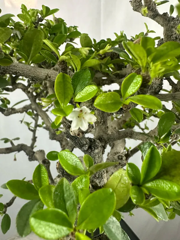Carmona_Microphylla_Fukien_Tea_Mature_And_Old_Bonsai_Tree_8_Years_Plastic_Training_Pot_Default_Title
