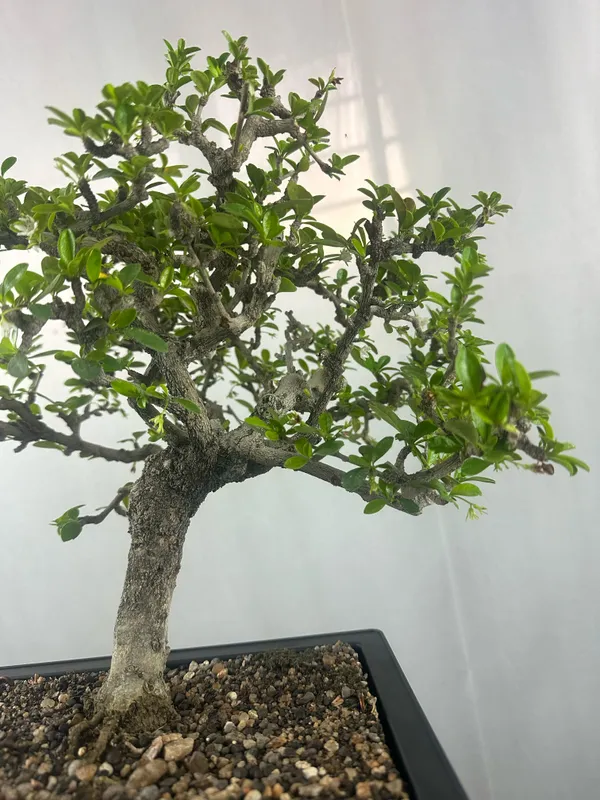Carmona_Microphylla_Fukien_Tea_Mature_And_Old_Bonsai_Tree_8_Years_Plastic_Training_Pot_Default_Title