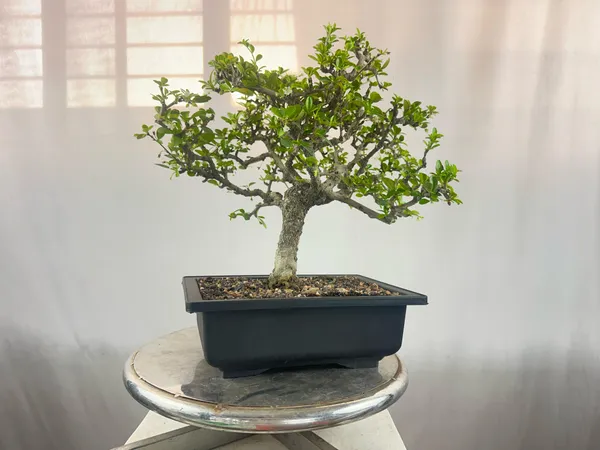 Carmona_Microphylla_Fukien_Tea_Mature_And_Old_Bonsai_Tree_8_Years_Plastic_Training_Pot_Default_Title