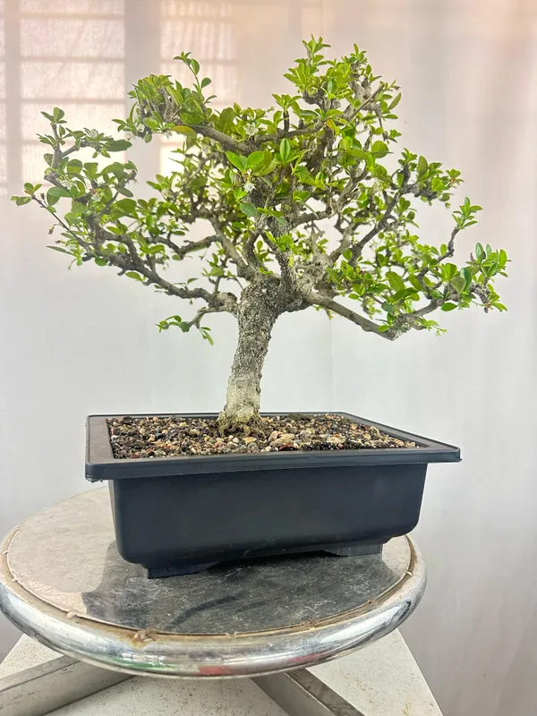 Carmona_Microphylla_Fukien_Tea_Mature_And_Old_Bonsai_Tree_8_Years_Plastic_Training_Pot_Default_Title