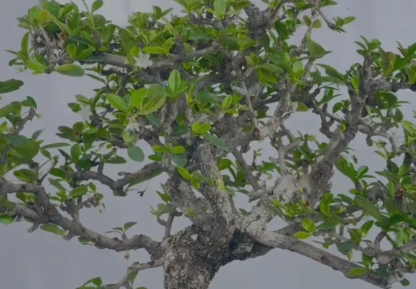 Carmona_Microphylla_Fukien_Tea_Mature_And_Old_Bonsai_Tree_8_Years_Plastic_Training_Pot_Default_Title