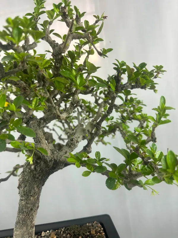 Carmona_Microphylla_Fukien_Tea_Mature_And_Old_Bonsai_Tree_8_Years_Plastic_Training_Pot_Default_Title