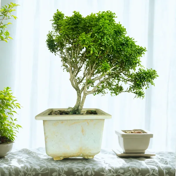 Muraya_Compacta_Bonsai_Tree_001_Get_The_Same_Tree_Shown_In_Image_Default_Title