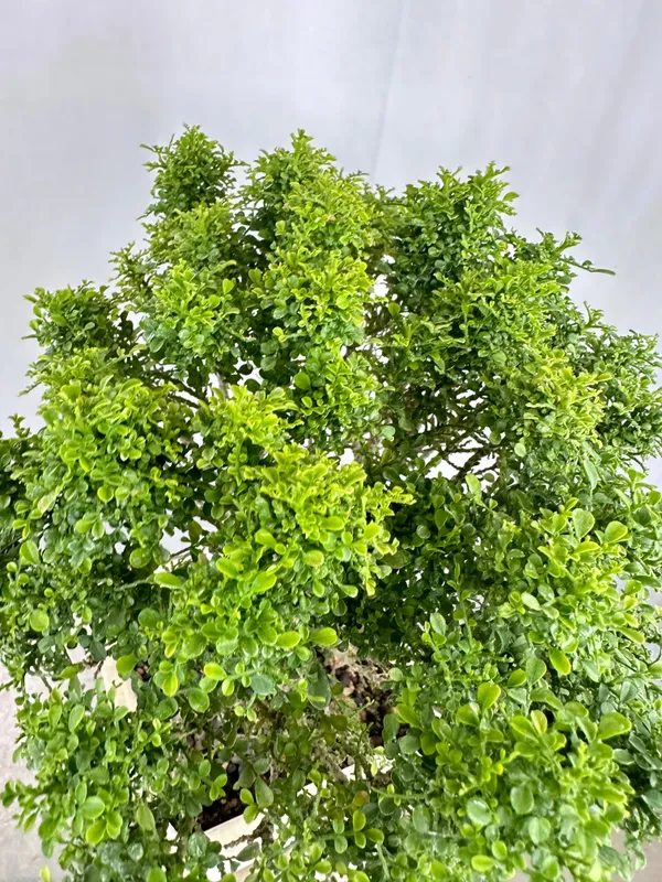 Muraya_Compacta_Bonsai_Tree_001_Get_The_Same_Tree_Shown_In_Image_Default_Title