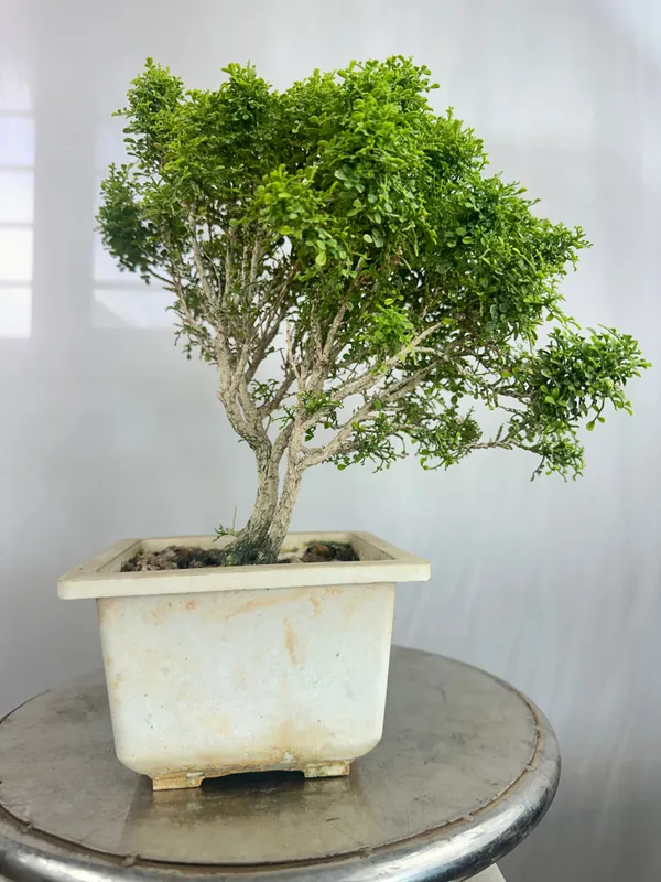 Muraya_Compacta_Bonsai_Tree_001_Get_The_Same_Tree_Shown_In_Image_Default_Title