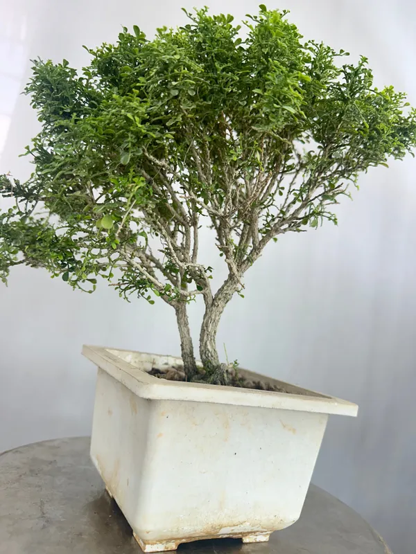 Muraya_Compacta_Bonsai_Tree_001_Get_The_Same_Tree_Shown_In_Image_Default_Title
