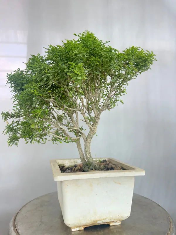 Muraya_Compacta_Bonsai_Tree_001_Get_The_Same_Tree_Shown_In_Image_Default_Title