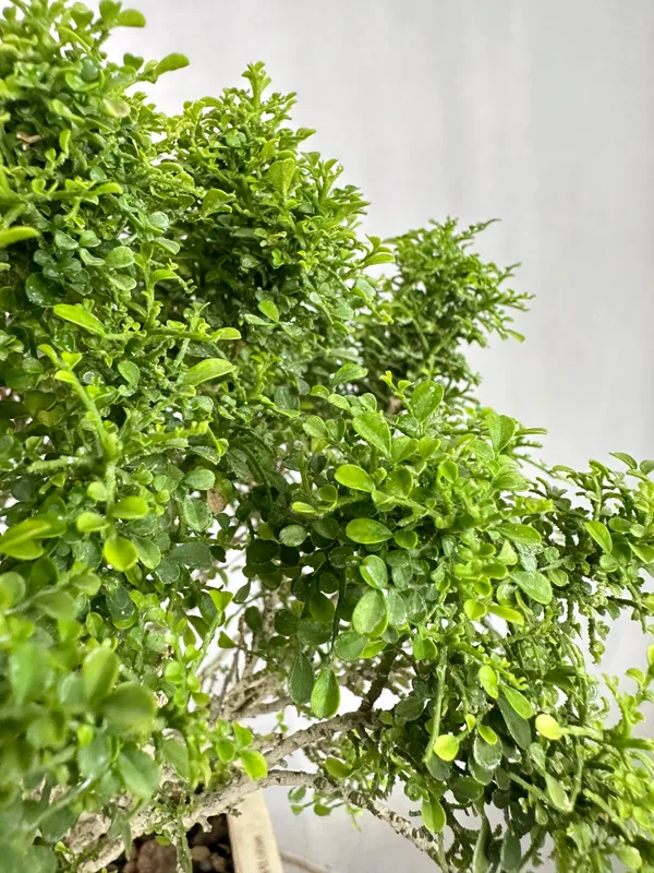 Muraya_Compacta_Bonsai_Tree_001_Get_The_Same_Tree_Shown_In_Image_Default_Title