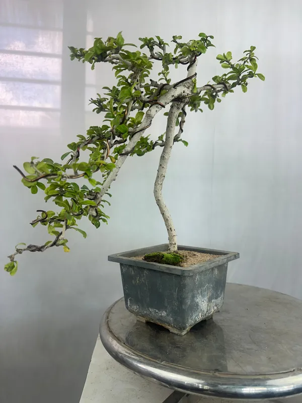 Carmona_Bonsai_Tree_Fukein_Tea_Bonsai_002_Get_The_Same_Tree_Shown_In_Image_Default_Title