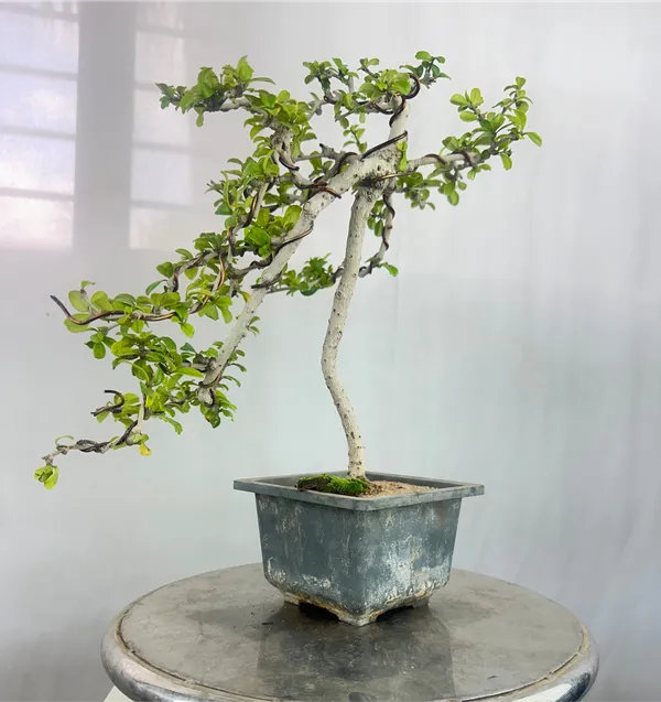 Carmona_Bonsai_Tree_Fukein_Tea_Bonsai_002_Get_The_Same_Tree_Shown_In_Image_Default_Title