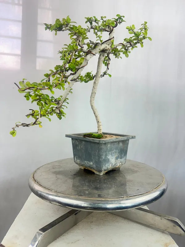 Carmona_Bonsai_Tree_Fukein_Tea_Bonsai_002_Get_The_Same_Tree_Shown_In_Image_Default_Title