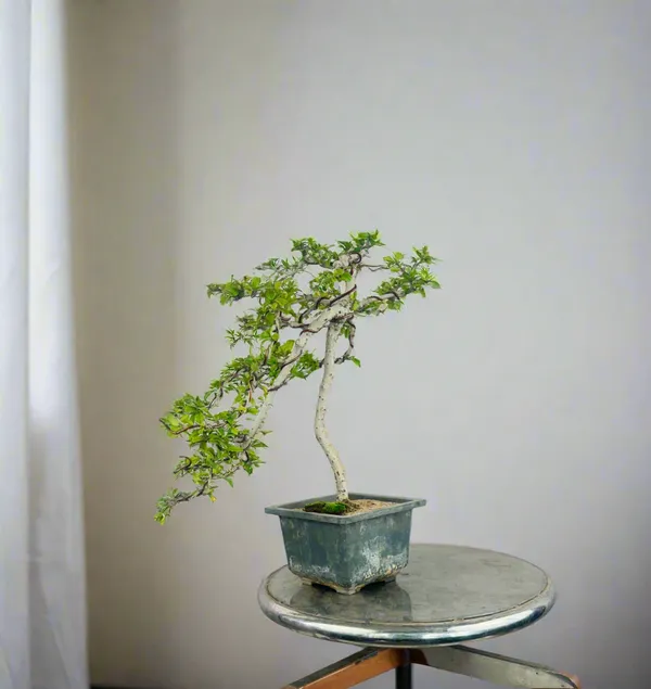 Carmona_Bonsai_Tree_Fukein_Tea_Bonsai_002_Get_The_Same_Tree_Shown_In_Image_Default_Title
