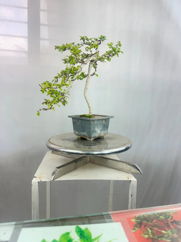 Carmona_Bonsai_Tree_Fukein_Tea_Bonsai_002_Get_The_Same_Tree_Shown_In_Image_Default_Title
