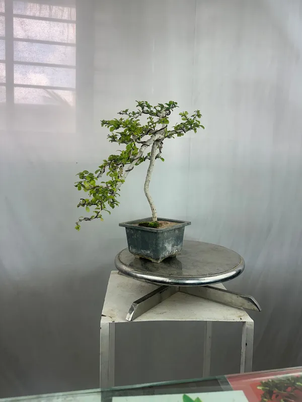 Carmona_Bonsai_Tree_Fukein_Tea_Bonsai_002_Get_The_Same_Tree_Shown_In_Image_Default_Title
