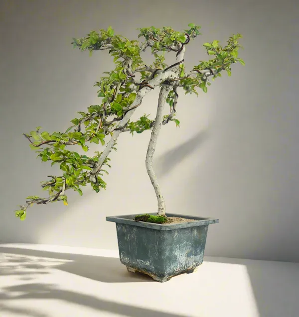 Carmona_Bonsai_Tree_Fukein_Tea_Bonsai_002_Get_The_Same_Tree_Shown_In_Image_Default_Title