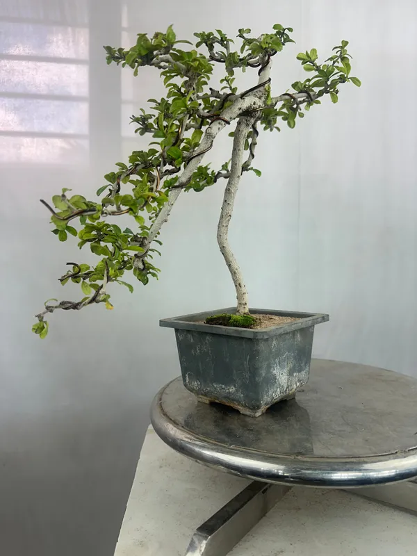 Carmona_Bonsai_Tree_Fukein_Tea_Bonsai_002_Get_The_Same_Tree_Shown_In_Image_Default_Title
