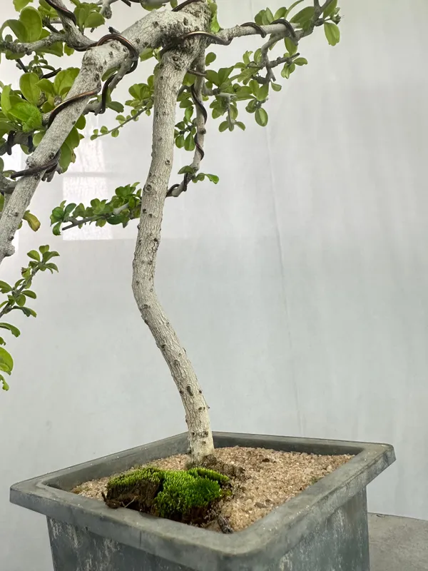 Carmona_Bonsai_Tree_Fukein_Tea_Bonsai_002_Get_The_Same_Tree_Shown_In_Image_Default_Title