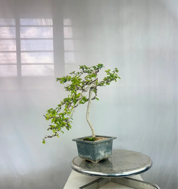 Carmona_Bonsai_Tree_Fukein_Tea_Bonsai_002_Get_The_Same_Tree_Shown_In_Image_Default_Title
