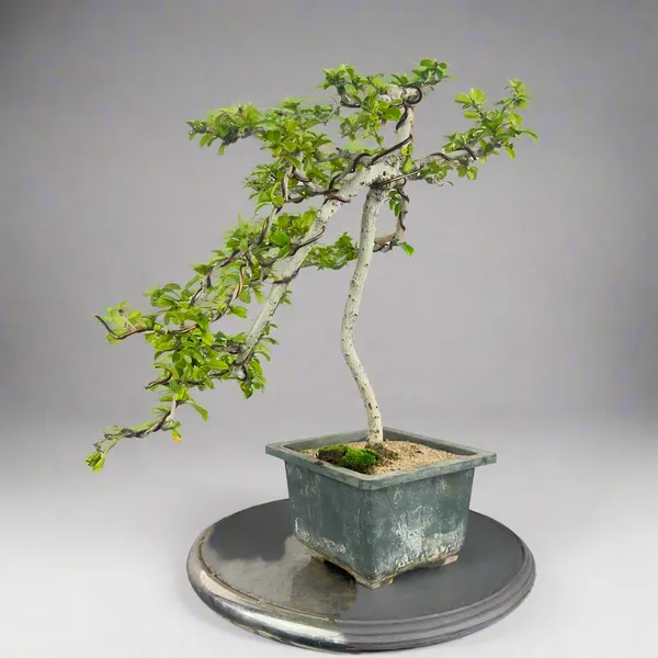 Carmona_Bonsai_Tree_Fukein_Tea_Bonsai_002_Get_The_Same_Tree_Shown_In_Image_Default_Title