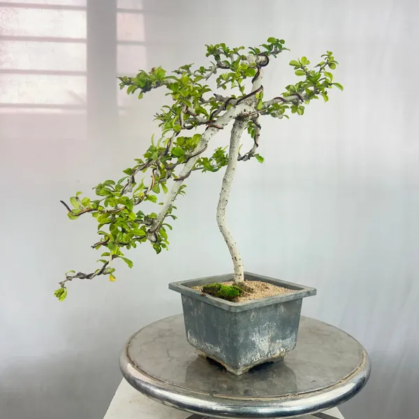 Carmona_Bonsai_Tree_Fukein_Tea_Bonsai_002_Get_The_Same_Tree_Shown_In_Image_Default_Title