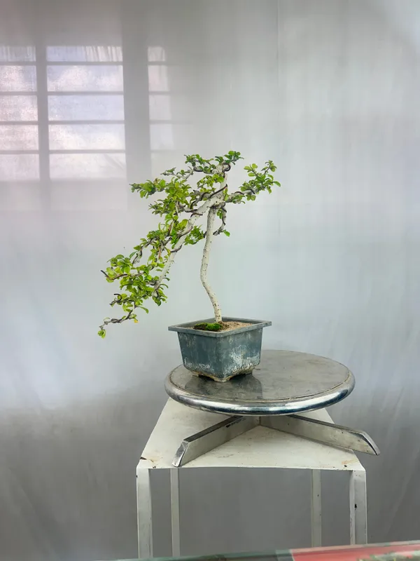 Carmona_Bonsai_Tree_Fukein_Tea_Bonsai_002_Get_The_Same_Tree_Shown_In_Image_Default_Title