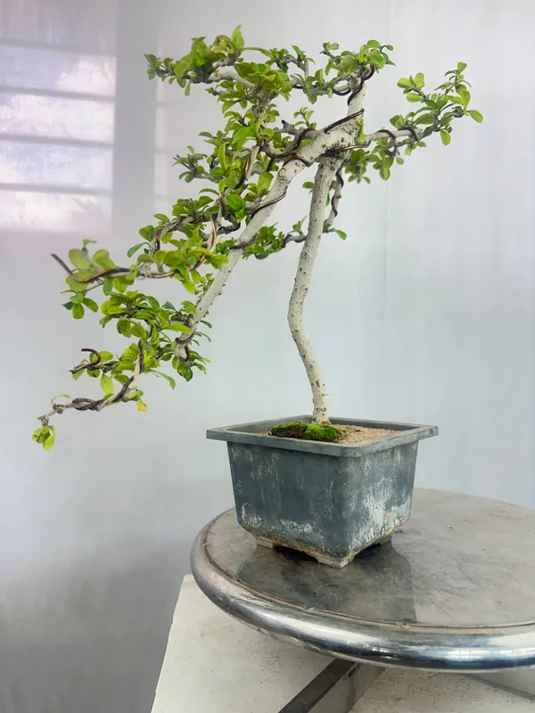 Carmona_Bonsai_Tree_Fukein_Tea_Bonsai_002_Get_The_Same_Tree_Shown_In_Image_Default_Title