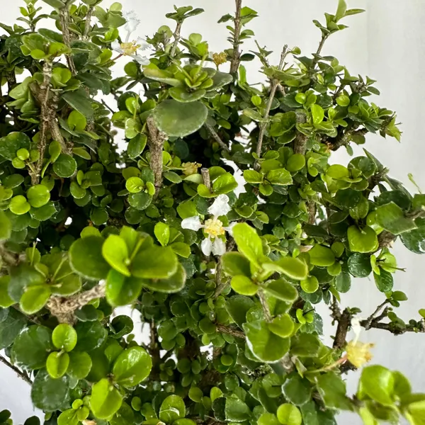Malpighia_Coccigera_Bonsai_Tree_014_Get_The_Same_Tree_Shown_In_Image_Default_Title