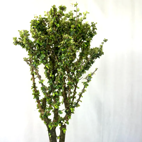 Malpighia_Coccigera_Bonsai_Tree_014_Get_The_Same_Tree_Shown_In_Image_Default_Title