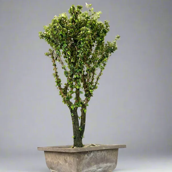 Malpighia_Coccigera_Bonsai_Tree_014_Get_The_Same_Tree_Shown_In_Image_Default_Title