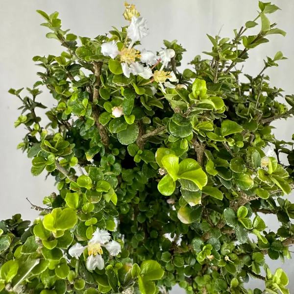 Malpighia_Coccigera_Bonsai_Tree_014_Get_The_Same_Tree_Shown_In_Image_Default_Title