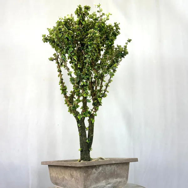 Malpighia_Coccigera_Bonsai_Tree_014_Get_The_Same_Tree_Shown_In_Image_Default_Title