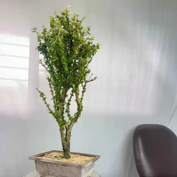 Malpighia_Coccigera_Bonsai_Tree_014_Get_The_Same_Tree_Shown_In_Image_Default_Title