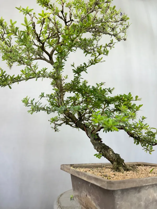 Green_Paradise_Mini_Blue_Braya_Bonsai_Tree_001_Get_The_Same_Tree_Shown_In_The_Image_Default_Title