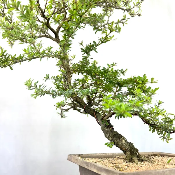Green_Paradise_Mini_Blue_Braya_Bonsai_Tree_001_Get_The_Same_Tree_Shown_In_The_Image_Default_Title