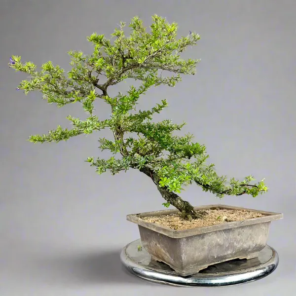 Green_Paradise_Mini_Blue_Braya_Bonsai_Tree_001_Get_The_Same_Tree_Shown_In_The_Image_Default_Title