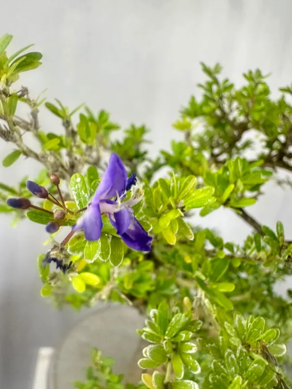 Green_Paradise_Mini_Blue_Braya_Bonsai_Tree_001_Get_The_Same_Tree_Shown_In_The_Image_Default_Title